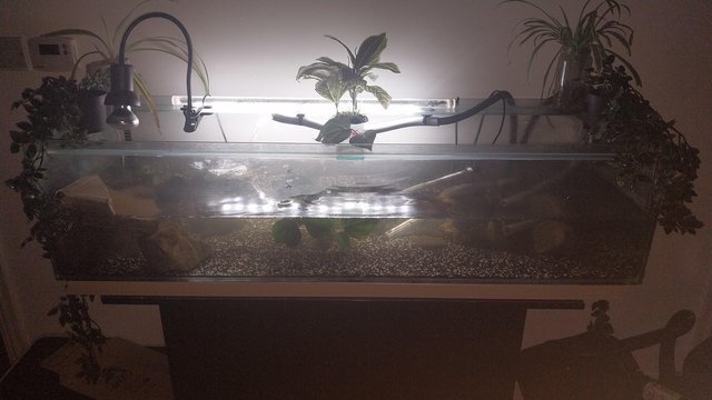 Preview of the first image of 2 turtles, 1 male & 1 female. Tank, filter and lights.