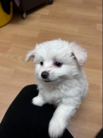 Image 6 of White Bichon and White Pomeranian Puppies in Leeds