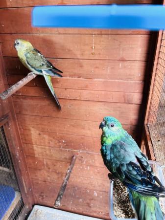 Image 2 of One pair bonded red rump parrot for sale