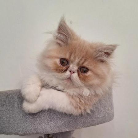Image 17 of Pure breed Persian kittens for sale. Two gorgeous boys.