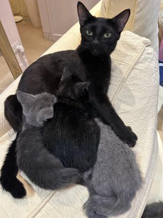 Image 5 of Gorgeous kittens ready to find their forever homes