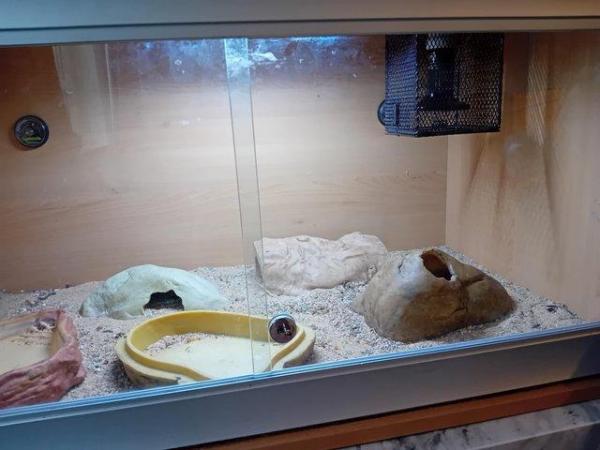 Image 2 of Leopard gecko male and enclosure