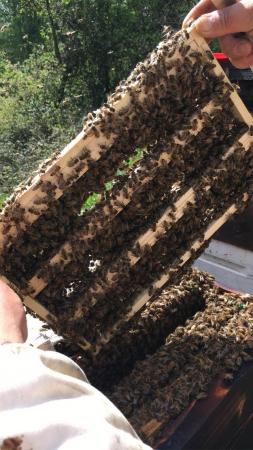 Image 22 of Overwintered Bee Nucs on five frames