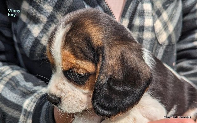 Image 23 of Quality, F1, Beaglier puppies, ready soon.
