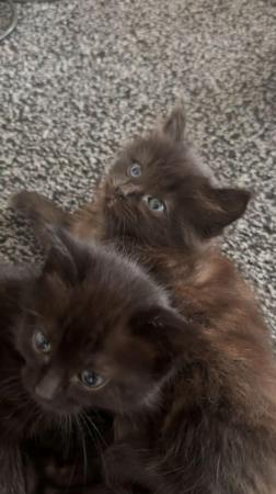 Image 7 of Ragdoll cross brown fluffy male / female kittens