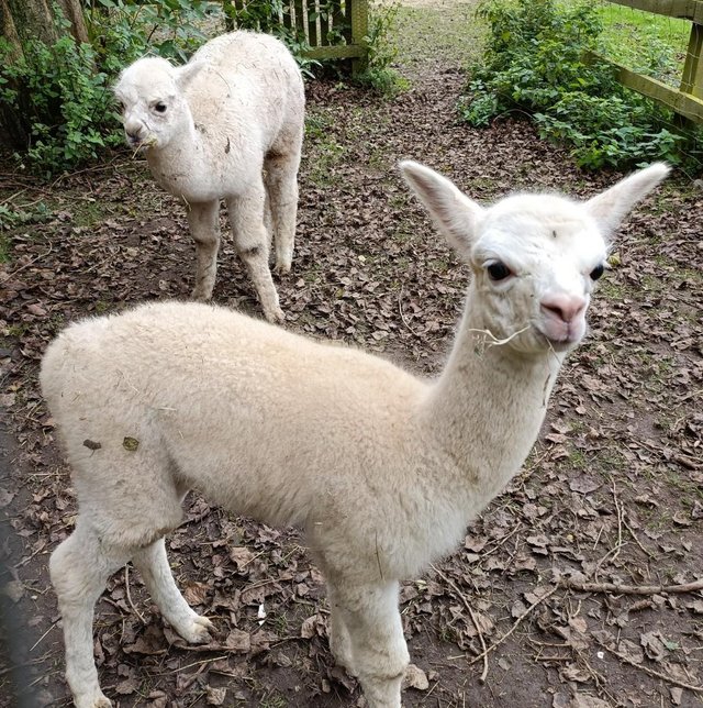 Preview of the first image of Two young male alpaccas for sale.
