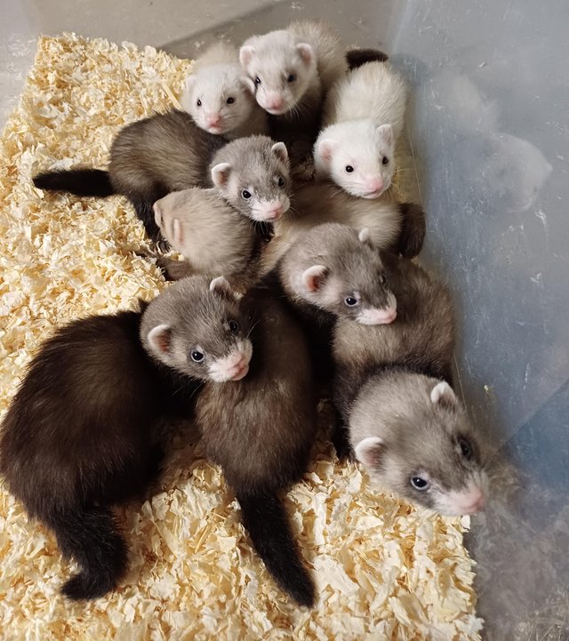Preview of the first image of *Baby Ferrets For Sale,Hobs and Jill's available*.
