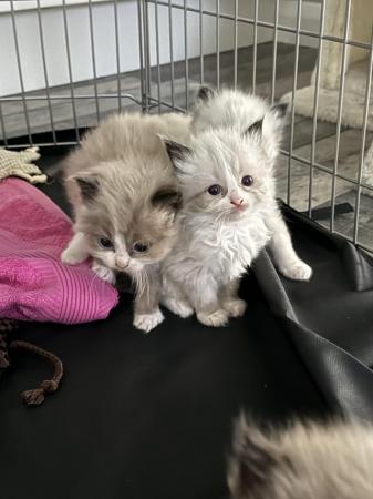 Image 2 of Pure Bred Ragdoll Kittens