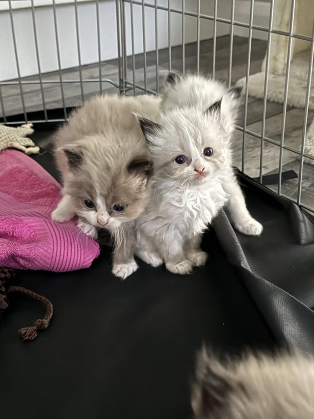 Preview of the first image of Pure Bred Ragdoll Kittens.