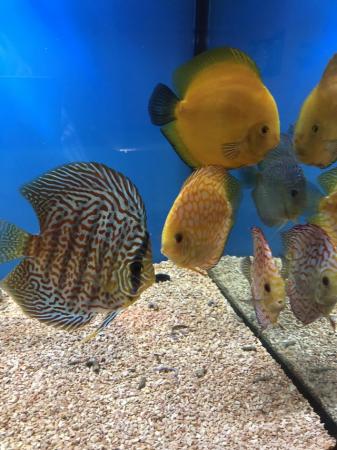 Image 8 of 12 Chens Discus for sale