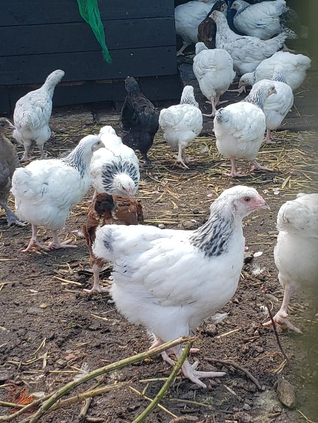 Preview of the first image of Pure light sussex female chicks.