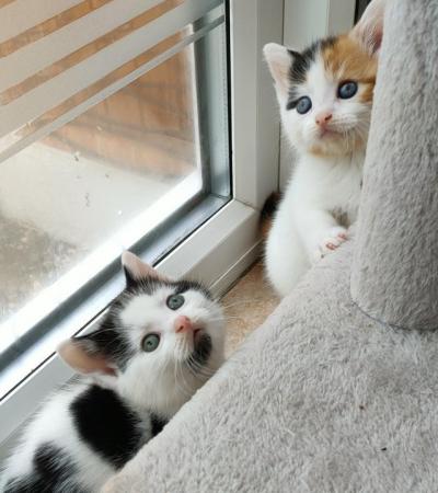 Image 4 of 4 stunning Maine/Bengal cross kittens