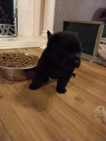 Image 3 of Chow chow puppies available. Girl and boy