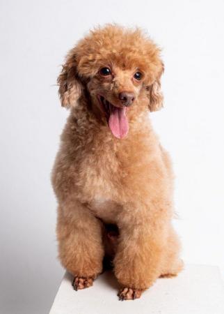 Image 4 of KC REG EXTENSIVELY HEALTH TESTED RED TOY POODLE STUD