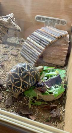 Image 4 of ?? Beautiful 7-Year-Old Indian Star Tortoise for Sale! ??