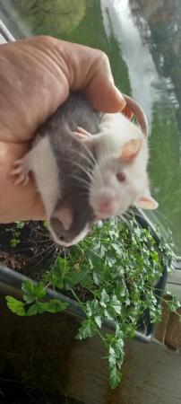 Image 7 of Young female rats ready for rehome (Glasgow)