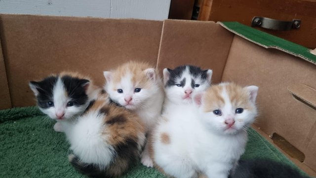 Image 6 of Beautiful kittens now available