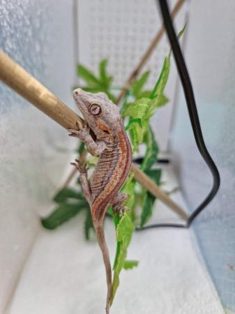 Image 3 of Gargoyle gecko babies available