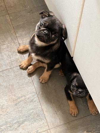 Image 1 of 3 beautiful cheeky pug puppies