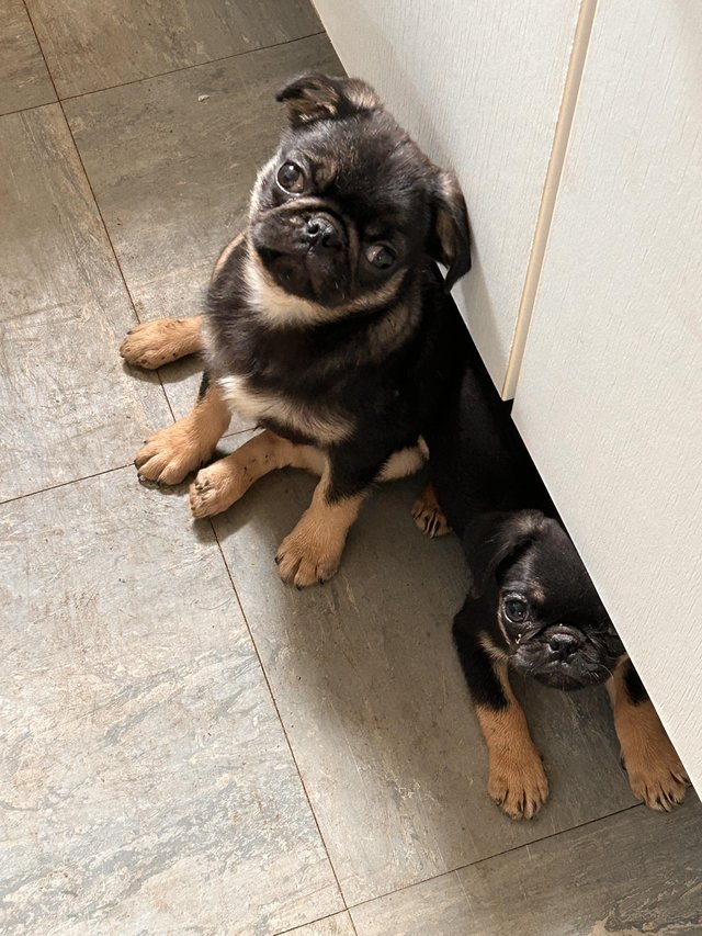 Preview of the first image of 3 beautiful cheeky pug puppies.