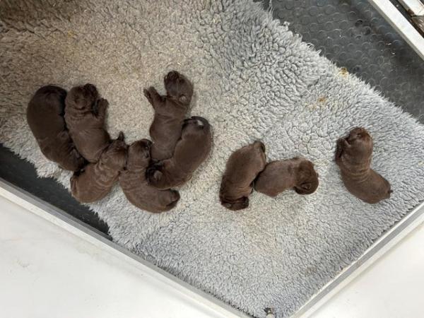Image 5 of EXCELLENT CHOCOLATE LABRADORS