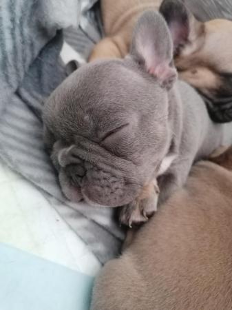 Image 7 of French bulldog puppies ready in 3 weeks