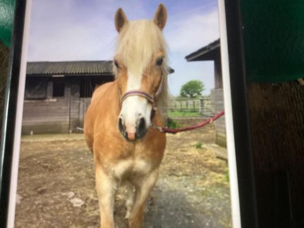 Image 2 of Pure bred haflinger mare
