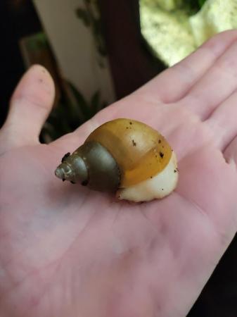 Image 5 of Juvenile Giant Albino African Land Snails