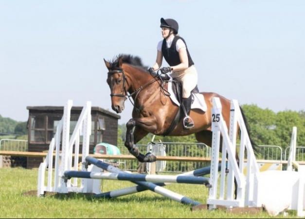 Image 3 of 16.1 Gelding All-rounder