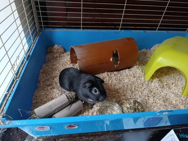 Image 5 of Guinea pigs male and female