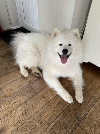 Image 5 of Young Male Samoyed 14 months old needs forever home.