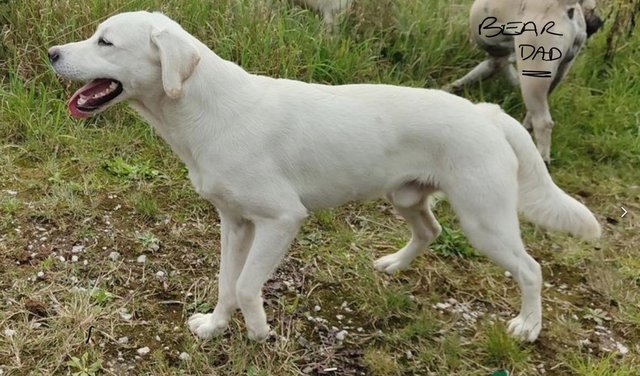 Image 2 of Stunning White Labradors - KC Reg - 2 girls