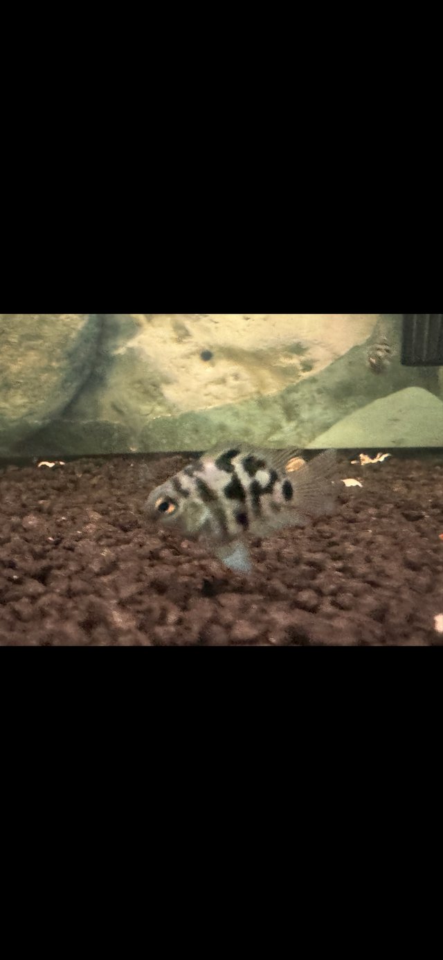 Preview of the first image of Polar blue parrot cichlids (juvenile) £4 each.