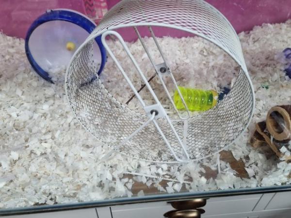 Image 3 of 2 Female Gerbils with complete set up.