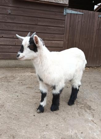 Image 2 of Friendly Pygmy x British Sanaan Goat Wether Kid