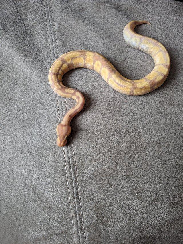 Preview of the first image of Banana enchi 66% het pied.