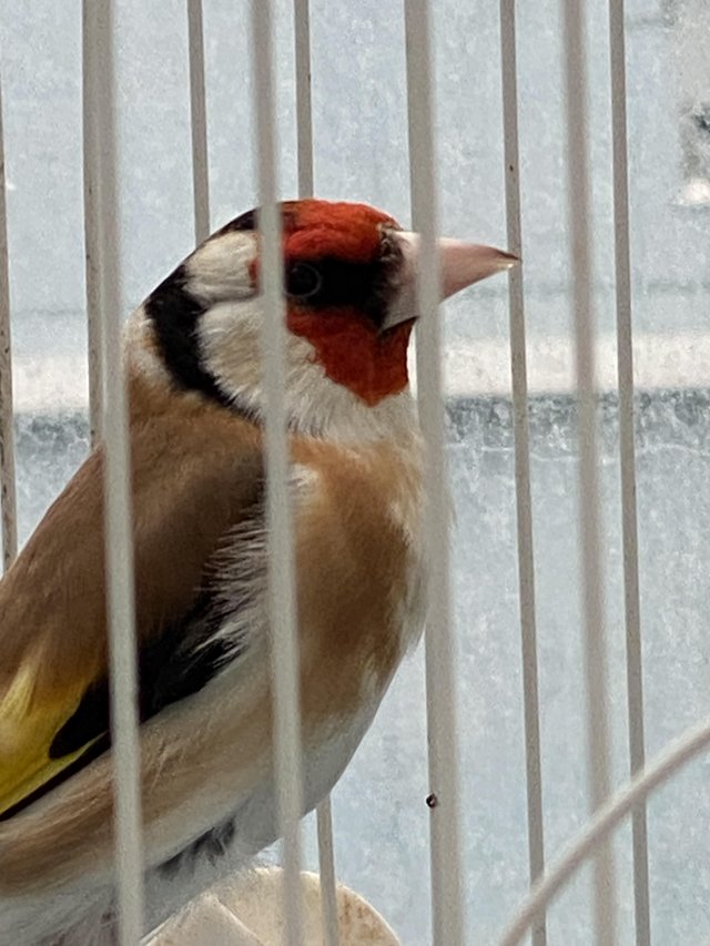 Preview of the first image of Siberian Goldfinch Male for sale.