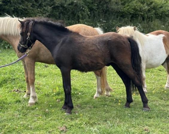 Image 6 of Pretty yearling gelding. Dinky Dartmoor hill pony