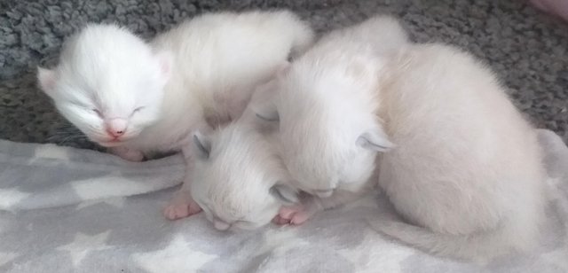 Image 5 of Pure Breed Ragdoll Kittens