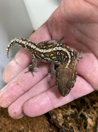 Image 1 of Pictus Gecko pairs available