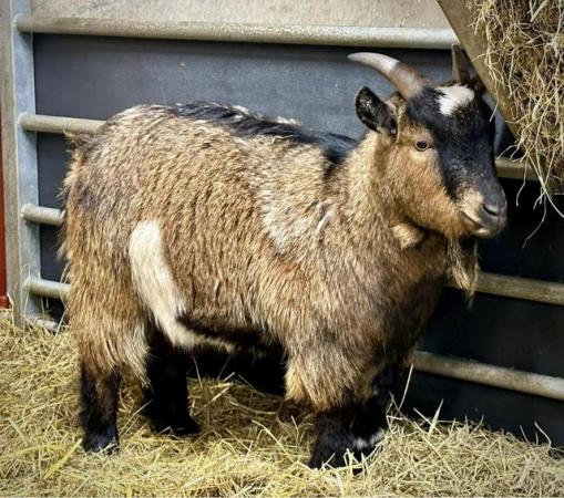 Image 1 of Pygmy Goat Wether PGC registered