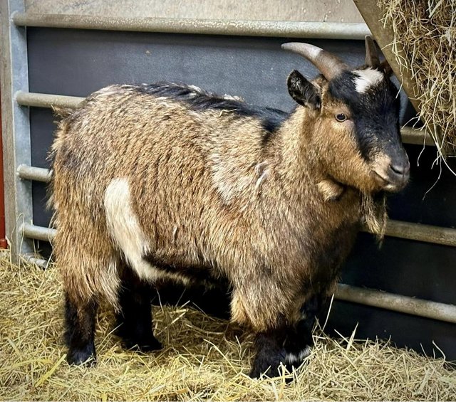 Preview of the first image of Pygmy Goat Wether PGC registered.