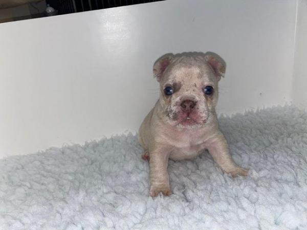 Image 7 of REDUCED ready to leave now Quality French Bulldog Puppies