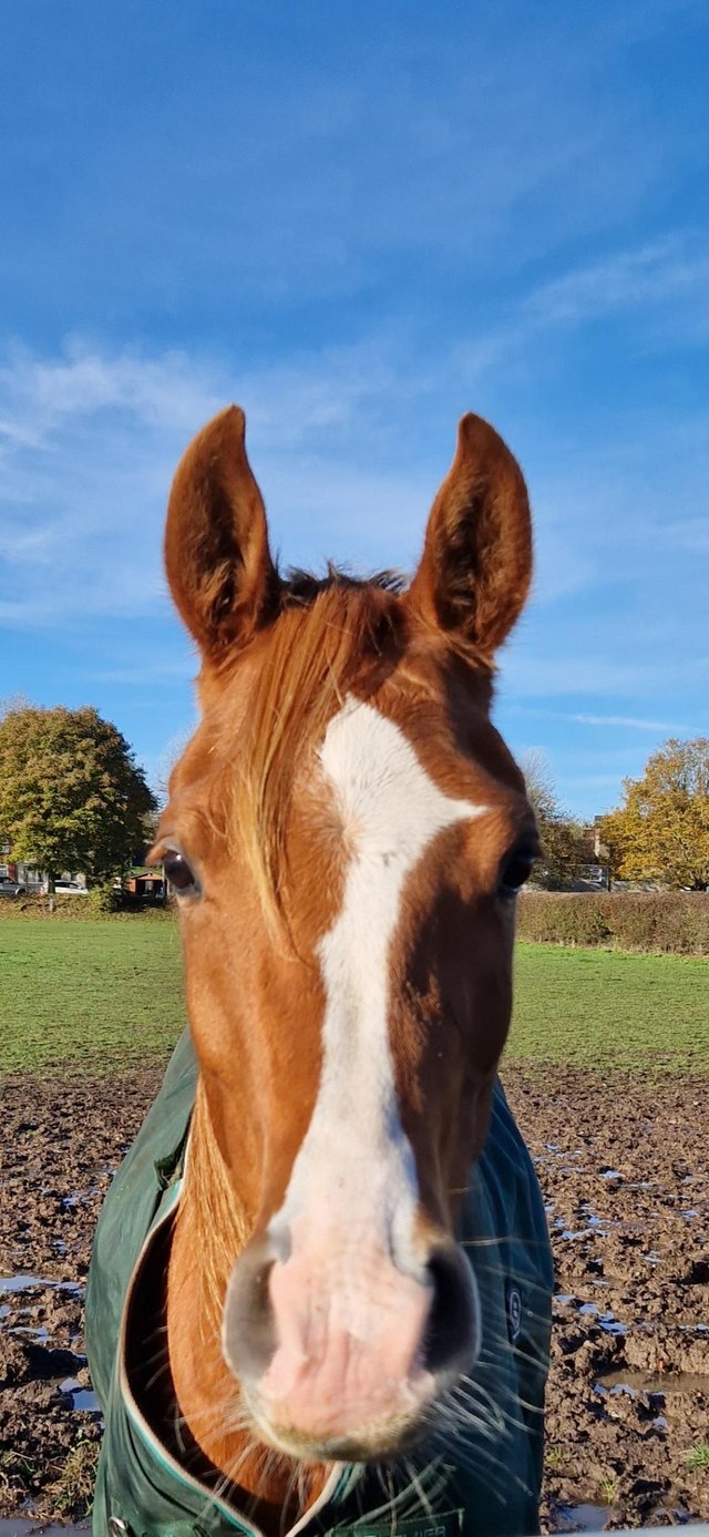 Preview of the first image of Stunning Arab 3 year old 15.1hh Gelding.