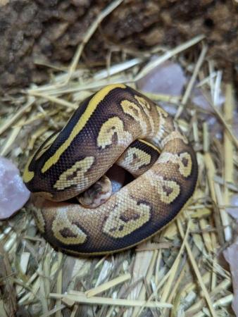 Image 5 of Various morph (GHI, Stripe, Pastels) baby royal/ball pythons