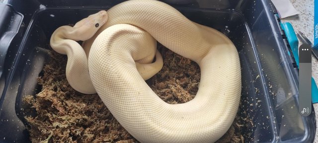 Image 2 of Royal pythons for sale x3