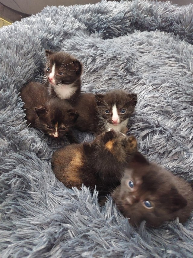 Preview of the first image of Kittens looking for 5* forever homes.