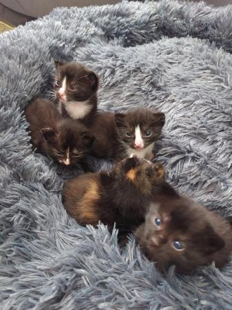 Image 1 of Kittens looking for 5* forever homes