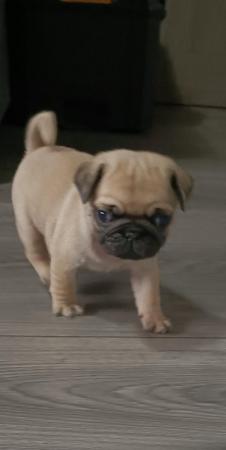 Image 15 of Last boy remaining * Pug puppy ready to leave now
