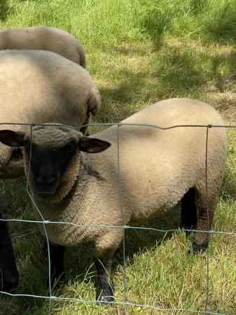 Image 1 of Shropshire ewe lambs and shearling.